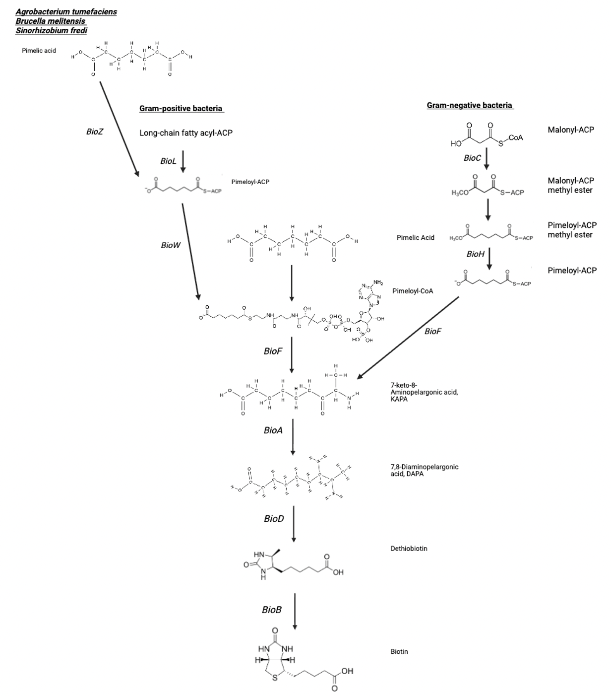 Biotin synthesis pathway diagram